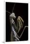 Mantis Religiosa (Praying Mantis) --Paul Starosta-Framed Photographic Print