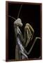 Mantis Religiosa (Praying Mantis) --Paul Starosta-Framed Photographic Print