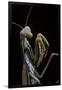 Mantis Religiosa (Praying Mantis) --Paul Starosta-Framed Photographic Print