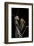 Mantis Religiosa (Praying Mantis) --Paul Starosta-Framed Photographic Print