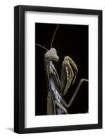 Mantis Religiosa (Praying Mantis) --Paul Starosta-Framed Photographic Print