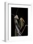 Mantis Religiosa (Praying Mantis) --Paul Starosta-Framed Photographic Print