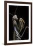 Mantis Religiosa (Praying Mantis) --Paul Starosta-Framed Photographic Print