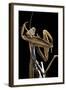 Mantis Religiosa (Praying Mantis) --Paul Starosta-Framed Photographic Print