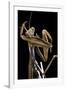 Mantis Religiosa (Praying Mantis) --Paul Starosta-Framed Photographic Print