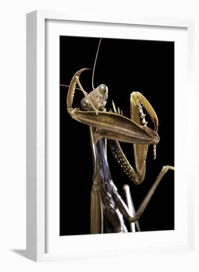 Mantis Religiosa (Praying Mantis) --Paul Starosta-Framed Photographic Print