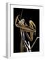 Mantis Religiosa (Praying Mantis) --Paul Starosta-Framed Photographic Print