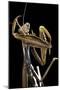 Mantis Religiosa (Praying Mantis) --Paul Starosta-Mounted Photographic Print