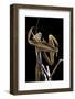 Mantis Religiosa (Praying Mantis) --Paul Starosta-Framed Photographic Print