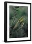 Mantis Religiosa (Praying Mantis)-Paul Starosta-Framed Photographic Print