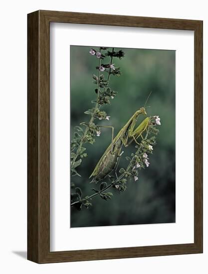 Mantis Religiosa (Praying Mantis)-Paul Starosta-Framed Photographic Print