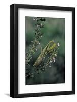 Mantis Religiosa (Praying Mantis)-Paul Starosta-Framed Photographic Print