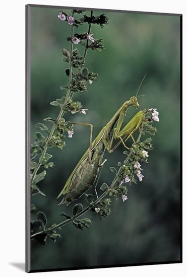 Mantis Religiosa (Praying Mantis)-Paul Starosta-Mounted Photographic Print