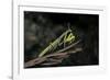 Mantis Religiosa (Praying Mantis)-Paul Starosta-Framed Photographic Print