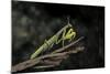 Mantis Religiosa (Praying Mantis)-Paul Starosta-Mounted Photographic Print