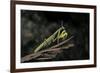 Mantis Religiosa (Praying Mantis)-Paul Starosta-Framed Photographic Print