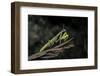 Mantis Religiosa (Praying Mantis)-Paul Starosta-Framed Photographic Print