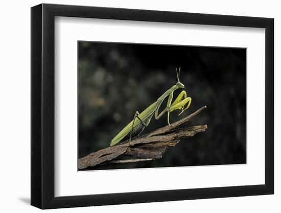 Mantis Religiosa (Praying Mantis)-Paul Starosta-Framed Photographic Print