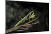 Mantis Religiosa (Praying Mantis)-Paul Starosta-Mounted Photographic Print