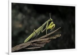 Mantis Religiosa (Praying Mantis)-Paul Starosta-Framed Photographic Print