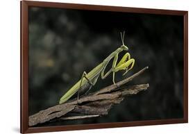 Mantis Religiosa (Praying Mantis)-Paul Starosta-Framed Photographic Print