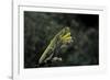 Mantis Religiosa (Praying Mantis)-Paul Starosta-Framed Photographic Print