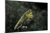 Mantis Religiosa (Praying Mantis)-Paul Starosta-Mounted Photographic Print