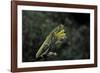 Mantis Religiosa (Praying Mantis)-Paul Starosta-Framed Photographic Print