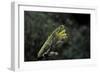 Mantis Religiosa (Praying Mantis)-Paul Starosta-Framed Photographic Print