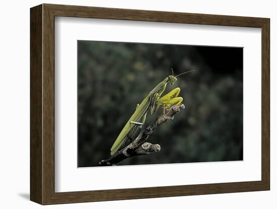 Mantis Religiosa (Praying Mantis)-Paul Starosta-Framed Photographic Print