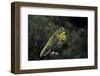 Mantis Religiosa (Praying Mantis)-Paul Starosta-Framed Photographic Print