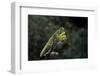 Mantis Religiosa (Praying Mantis)-Paul Starosta-Framed Photographic Print