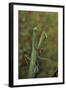 Mantis Religiosa (Praying Mantis)-Paul Starosta-Framed Photographic Print