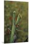 Mantis Religiosa (Praying Mantis)-Paul Starosta-Mounted Photographic Print