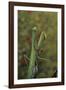 Mantis Religiosa (Praying Mantis)-Paul Starosta-Framed Photographic Print