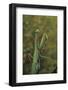 Mantis Religiosa (Praying Mantis)-Paul Starosta-Framed Photographic Print