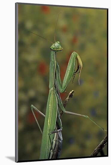 Mantis Religiosa (Praying Mantis)-Paul Starosta-Mounted Photographic Print