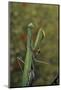 Mantis Religiosa (Praying Mantis)-Paul Starosta-Mounted Photographic Print