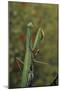 Mantis Religiosa (Praying Mantis)-Paul Starosta-Mounted Photographic Print