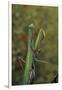 Mantis Religiosa (Praying Mantis)-Paul Starosta-Framed Photographic Print