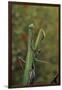 Mantis Religiosa (Praying Mantis)-Paul Starosta-Framed Photographic Print