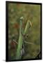 Mantis Religiosa (Praying Mantis)-Paul Starosta-Framed Photographic Print