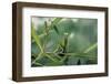 Mantis Religiosa (Praying Mantis)-Paul Starosta-Framed Photographic Print