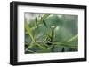 Mantis Religiosa (Praying Mantis)-Paul Starosta-Framed Photographic Print