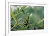 Mantis Religiosa (Praying Mantis)-Paul Starosta-Framed Photographic Print