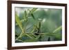 Mantis Religiosa (Praying Mantis)-Paul Starosta-Framed Photographic Print