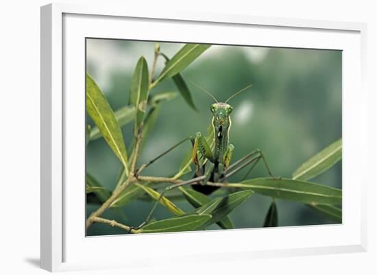 Mantis Religiosa (Praying Mantis)-Paul Starosta-Framed Photographic Print