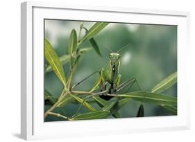 Mantis Religiosa (Praying Mantis)-Paul Starosta-Framed Photographic Print