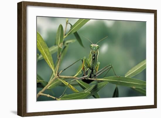 Mantis Religiosa (Praying Mantis)-Paul Starosta-Framed Photographic Print