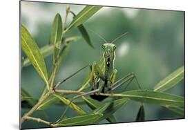 Mantis Religiosa (Praying Mantis)-Paul Starosta-Mounted Photographic Print